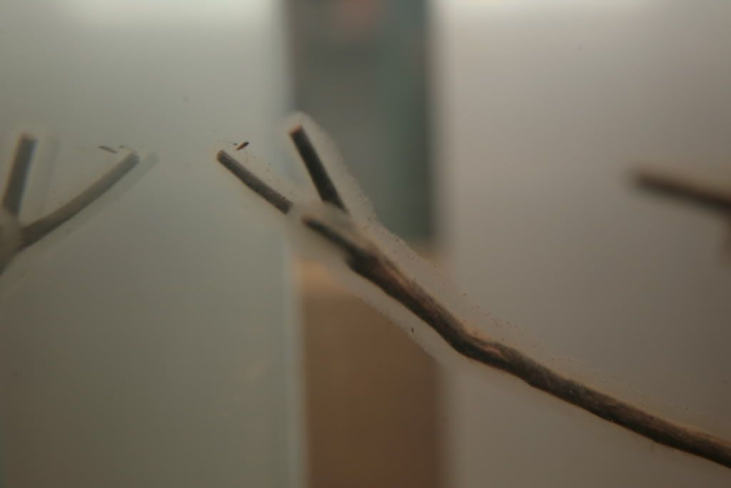 Fuzzy white stuff on my driftwood. HELP! The Planted Tank Forum